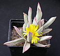 Нажмите на изображение для увеличения.

Название:	Schwantesia pillansii.jpg
Просмотров:	153
Размер:	75.6 Кб
ID:	386574