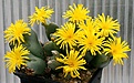 Нажмите на изображение для увеличения.

Название:	Conophytum_bilobum_IMG_2853.jpg
Просмотров:	137
Размер:	114.5 Кб
ID:	386575