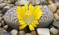Нажмите на изображение для увеличения.

Название:	Lithops_naureeniae_C304_IMG_2872.jpg
Просмотров:	170
Размер:	89.9 Кб
ID:	386577