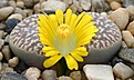 Нажмите на изображение для увеличения.

Название:	Lithops_naureeniae_C304_IMG_2872.jpg
Просмотров:	159
Размер:	89.9 Кб
ID:	386577