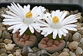 Нажмите на изображение для увеличения.

Название:	Lithops_karasmontana_ssp_eberlanzii_IMG_2880.jpg
Просмотров:	163
Размер:	96.5 Кб
ID:	386578