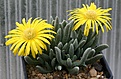 Нажмите на изображение для увеличения.

Название:	Cephalophyllum_fulleri_SB1380_IMG_2896.jpg
Просмотров:	169
Размер:	110.5 Кб
ID:	386579