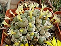 Нажмите на изображение для увеличения.

Название:	Conophytum  uviforme.jpg
Просмотров:	167
Размер:	105.5 Кб
ID:	386584