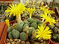 Нажмите на изображение для увеличения.

Название:	Conophytum meyeri.jpg
Просмотров:	159
Размер:	110.7 Кб
ID:	386585