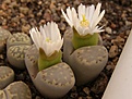 Нажмите на изображение для увеличения.

Название:	Lithops julii  v.fulleri.jpg
Просмотров:	163
Размер:	61.9 Кб
ID:	386587