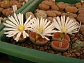 Нажмите на изображение для увеличения.

Название:	Lithops karasmontana  lateritia.jpg
Просмотров:	154
Размер:	72.2 Кб
ID:	386588