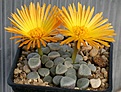 Нажмите на изображение для увеличения.

Название:	Fenestraria_rhopalophylla_ssp_aurantiaca_cv_Fireworth_IMG_3094.jpg
Просмотров:	176
Размер:	119.6 Кб
ID:	386590