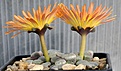 Нажмите на изображение для увеличения.

Название:	Fenestraria_rhopalophylla_ssp_aurantiaca_cv_Fireworth_IMG_3104.jpg
Просмотров:	186
Размер:	86.2 Кб
ID:	386591