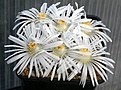 Нажмите на изображение для увеличения.

Название:	Lithops_salicola_IMG_3108.jpg
Просмотров:	165
Размер:	125.1 Кб
ID:	386592