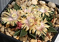 Нажмите на изображение для увеличения.

Название:	Nananthus_aloides_wilmaniae_Griqualand West_IMG_3155.jpg
Просмотров:	179
Размер:	162.6 Кб
ID:	386593