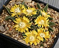 Нажмите на изображение для увеличения.

Название:	Nananthus_vittatus_transvaalensis_Griqualand W_IMG_3166.jpg
Просмотров:	175
Размер:	174.6 Кб
ID:	386594