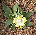 Нажмите на изображение для увеличения.

Название:	Nananthus transvaalensis_MG 1781.6.jpg
Просмотров:	165
Размер:	120.7 Кб
ID:	386595