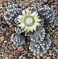 Нажмите на изображение для увеличения.

Название:	Titanopsis calcarea_20 km n Kimberley.jpg
Просмотров:	170
Размер:	116.8 Кб
ID:	386596