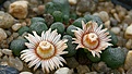 Нажмите на изображение для увеличения.

Название:	Aloinopsis_schooneesii_DT4869_Springbokvlakte_IMG_3462.jpg
Просмотров:	166
Размер:	92.4 Кб
ID:	386598