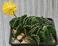 Нажмите на изображение для увеличения.

Название:	Aloinopsis_malherbei_IMG_3473.jpg
Просмотров:	156
Размер:	112.2 Кб
ID:	386599