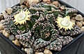 Нажмите на изображение для увеличения.

Название:	Titanopsis_calcarea_SB1111_Magersfontein Kimberley_IMG_3481.jpg
Просмотров:	142
Размер:	132.3 Кб
ID:	386600