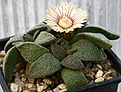 Нажмите на изображение для увеличения.

Название:	Aloinopsis_rubrolineata_Kendrew_IMG_3487.jpg
Просмотров:	168
Размер:	131.5 Кб
ID:	386601