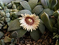 Нажмите на изображение для увеличения.

Название:	Aloinopsis rubrolineata.jpg
Просмотров:	154
Размер:	77.0 Кб
ID:	386603