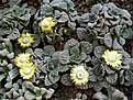 Нажмите на изображение для увеличения.

Название:	Titanopsis calcarea.jpg
Просмотров:	177
Размер:	96.3 Кб
ID:	386604