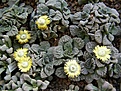 Нажмите на изображение для увеличения.

Название:	Titanopsis calcarea.jpg
Просмотров:	156
Размер:	96.3 Кб
ID:	386604