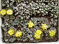 Нажмите на изображение для увеличения.

Название:	Titanopsis fulleri.jpg
Просмотров:	147
Размер:	96.5 Кб
ID:	386605