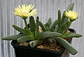 Нажмите на изображение для увеличения.

Название:	Cheiridopsis_namaquensis(cigarettifera)_SB768_IMG_3717.jpg
Просмотров:	168
Размер:	95.0 Кб
ID:	386607