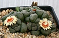 Нажмите на изображение для увеличения.

Название:	Aloinopsis_schooneesii_IMG_3784.jpg
Просмотров:	153
Размер:	117.5 Кб
ID:	386609