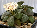 Нажмите на изображение для увеличения.

Название:	Aloinopsis_rubrolineata_Kendrew_IMG_3800.jpg
Просмотров:	163
Размер:	133.3 Кб
ID:	386610