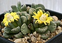 Нажмите на изображение для увеличения.

Название:	Titanopsis_calcarea_13 km from Luckhoff_IMG_3787.jpg
Просмотров:	157
Размер:	115.9 Кб
ID:	386611