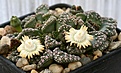 Нажмите на изображение для увеличения.

Название:	Titanopsis_calcarea_SB1111_Magersfontein_IMG_3796.jpg
Просмотров:	155
Размер:	106.7 Кб
ID:	386612