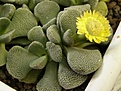 Нажмите на изображение для увеличения.

Название:	Aloinopsis  villetii.JPG
Просмотров:	180
Размер:	67.3 Кб
ID:	386613