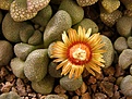 Нажмите на изображение для увеличения.

Название:	Aloinopsis schooneesii.JPG
Просмотров:	196
Размер:	88.5 Кб
ID:	386614