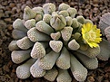 Нажмите на изображение для увеличения.

Название:	Titanopsis  leuderitzii.JPG
Просмотров:	189
Размер:	92.3 Кб
ID:	386615