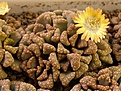 Нажмите на изображение для увеличения.

Название:	Titanopsis hugo-schlechteri.JPG
Просмотров:	184
Размер:	92.3 Кб
ID:	386616