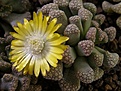 Нажмите на изображение для увеличения.

Название:	Titanopsis hugo-schlechteri v.alboviridis SB1343.JPG
Просмотров:	199
Размер:	74.4 Кб
ID:	386617