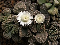 Нажмите на изображение для увеличения.

Название:	Titanopsis calcarea f albiflora .jpg
Просмотров:	181
Размер:	77.9 Кб
ID:	386619