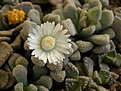 Нажмите на изображение для увеличения.

Название:	Titanopsis leuderitzii Pochenbank.jpg
Просмотров:	183
Размер:	68.7 Кб
ID:	386622
