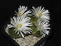 Нажмите на изображение для увеличения.

Название:	Lithops lesliei \'Albinica\'.JPG
Просмотров:	174
Размер:	83.4 Кб
ID:	386628