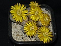 Нажмите на изображение для увеличения.

Название:	Lithops dinteri ssp frederici C180.JPG
Просмотров:	174
Размер:	95.5 Кб
ID:	386629