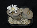 Нажмите на изображение для увеличения.

Название:	Lithops julii C183.JPG
Просмотров:	175
Размер:	72.4 Кб
ID:	386630