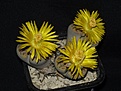 Нажмите на изображение для увеличения.

Название:	Lithops schwantesii.JPG
Просмотров:	172
Размер:	85.9 Кб
ID:	386631