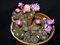 Нажмите на изображение для увеличения.

Название:	Ophtalmophyllum dinteri.JPG
Просмотров:	178
Размер:	90.0 Кб
ID:	386632