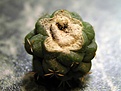 Нажмите на изображение для увеличения.

Название:	Coryphantha elephantides.jpg
Просмотров:	259
Размер:	31.2 Кб
ID:	386652
