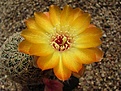 Нажмите на изображение для увеличения.

Название:	Sulcorebutia tarabucoensis v aureiflora JK 185.JPG
Просмотров:	1053
Размер:	58.1 Кб
ID:	386657