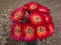Нажмите на изображение для увеличения.

Название:	Sulcorebutia tarabucoensis  L 382.JPG
Просмотров:	1069
Размер:	72.3 Кб
ID:	386658