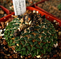 Нажмите на изображение для увеличения.

Название:	Ariocarpus kotschoubeyanus,M.G. - копия.JPG
Просмотров:	165
Размер:	294.9 Кб
ID:	386666