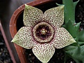 Нажмите на изображение для увеличения.

Название:	Orbea pulchella.JPG
Просмотров:	215
Размер:	226.2 Кб
ID:	386670