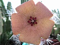 Нажмите на изображение для увеличения.

Название:	Stapelia macowanii var. conformis.JPG
Просмотров:	217
Размер:	193.8 Кб
ID:	386706