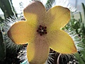 Нажмите на изображение для увеличения.

Название:	Stapelia macowanii var. conformis 1.JPG
Просмотров:	205
Размер:	240.5 Кб
ID:	386707