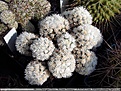 Нажмите на изображение для увеличения.

Название:	Mammillaria_gracilis_cv__\'Arizona_Snowcap\'_06.jpg
Просмотров:	149
Размер:	194.4 Кб
ID:	386714